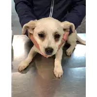 Foto dell\'animale cane - Matr. 2019/2489 - Microchip 380260043631528