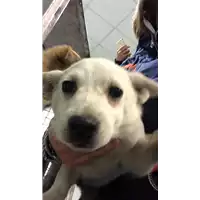 Foto dell\'animale cane - Matr. 2019/2490 - Microchip 380260043631737