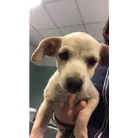 Foto dell\'animale cane - Matr. 2019/2491 - Microchip 380260043847156