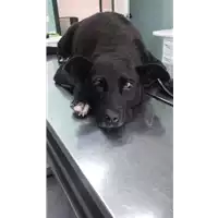 Foto dell\'animale cane - Matr. 2009/0710 - Microchip 981100002057051
