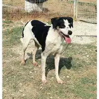 Foto dell\'animale cane - Matr. 2014/0021 - Microchip 380260002180737
