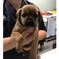 Foto dell\'animale cane - Matr. 2019/2503 - Microchip 380260043707489