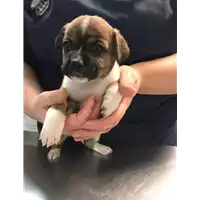 Foto dell\'animale cane - Matr. 2019/2505 - Microchip 380260043708149