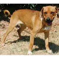 Foto dell\'animale cane - Matr. 2016/0629 - Microchip 380260042739072