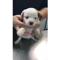Foto dell\'animale cane - Matr. 2019/2506 - Microchip 380260043846734