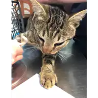 Foto dell\'animale gatto - Matr. 2019/2499 - Microchip 380260043632249