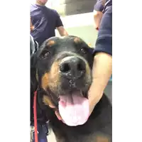Foto dell\'animale cane - Matr. 2019/2507 - Microchip 380260043707776
