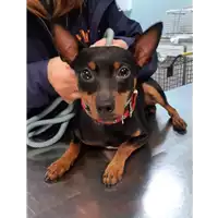 Foto dell\'animale cane - Matr. 2019/2509 - Microchip 380260043707695
