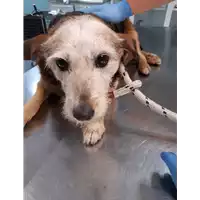 Foto dell\'animale cane - Matr. 2019/2510 - Microchip 380260043708297