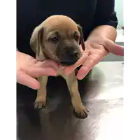Foto dell\'animale cane - Matr. 2019/2502 - Microchip 380260043708271