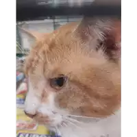 Foto dell\'animale gatto - Matr. 2019/2511 - Microchip 380260043708006