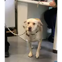 Foto dell\'animale cane - Matr. 2019/2512 - Microchip 380260043707594