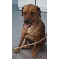 Foto dell\'animale cane - Matr. 2019/2513 - Microchip 380260043708343