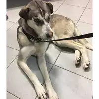 Foto dell\'animale cane - Matr. 2017/0320 - Microchip 981020011170721