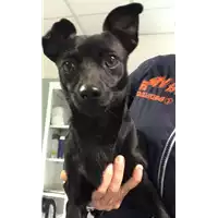Foto dell\'animale cane - Matr. 2019/2517 - Microchip 380260043708390