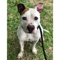Foto dell\'animale cane - Matr. 2019/1545 - Microchip 380260043686858