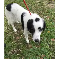 Foto dell\'animale cane - Matr. 2019/2217 - Microchip 380260043286893
