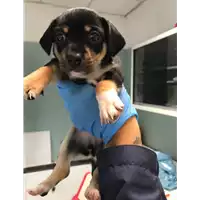 Foto dell\'animale cane - Matr. 2019/2520 - Microchip 380260043708331