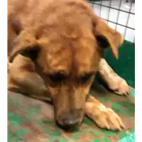 Foto dell\'animale cane - Matr. 2019/0429 - Microchip 380260043869705