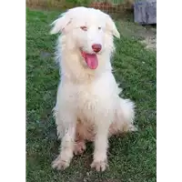 Foto dell\'animale cane - Matr. 2019/2526 - Microchip 380260043707491