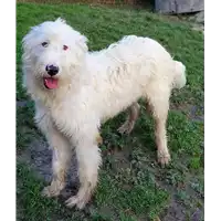 Foto dell\'animale cane - Matr. 2019/2527 - Microchip 380260043707846