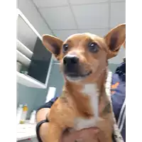 Foto dell\'animale cane - Matr. 2019/2530 - Microchip 380260043707976