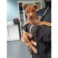 cane - Matr. 2019/2531 - Microchip 380260043707516