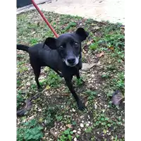 Foto dell\'animale cane - Matr. 2019/2533 - Microchip 380260043708133