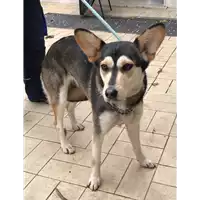 Foto dell\'animale cane - Matr. 2019/2536 - Microchip 380260043707505