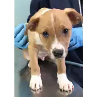 cane - Matr. 2019/2542 - Microchip 380260043708206