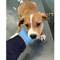 cane - Matr. 2019/2543 - Microchip 380260043707797