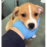 Foto dell\'animale cane - Matr. 2019/2544 - Microchip 380260043708228