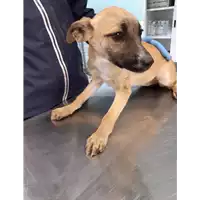 Foto dell\'animale cane - Matr. 2019/2545 - Microchip 380260043710409