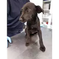 Foto dell\'animale cane - Matr. 2019/2546 - Microchip 380260043707820
