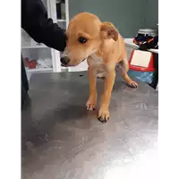 Foto dell\'animale cane - Matr. 2019/2547 - Microchip 380260043708093