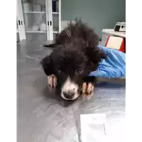 Foto dell\'animale cane - Matr. 2019/2548 - Microchip 380260043709508