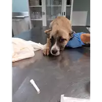 Foto dell\'animale cane - Matr. 2019/2549 - Microchip 380260043709734