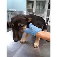 Foto dell\'animale cane - Matr. 2019/2551 - Microchip 380260043710246