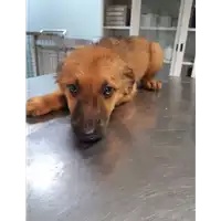 Foto dell\'animale cane - Matr. 2019/2554 - Microchip 380260043708167