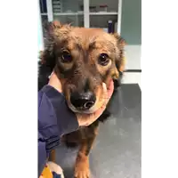 Foto dell\'animale cane - Matr. 2019/2470 - Microchip 380260043707909