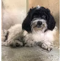 Foto dell\'animale cane - Matr. 2019/2556 - Microchip 380260043708432