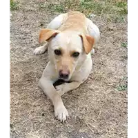 Foto dell\'animale cane - Matr. 2019/2559 - Microchip 380260043707811