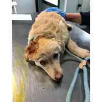 Foto dell\'animale cane - Matr. 2019/2558 - Microchip 380260043707772