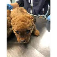 Foto dell\'animale cane - Matr. 2019/2561 - Microchip 380260043707957