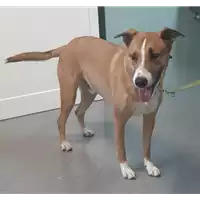 cane - Matr. 2019/2571 - Microchip 380260042134797