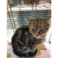 Foto dell\'animale gatto - Matr. 2019/2572 - Microchip 380260043854174