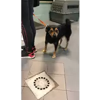 Foto dell\'animale cane - Matr. 2018/0405 - Microchip 380260043500070