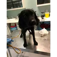 Foto dell\'animale cane - Matr. 2019/1828 - Microchip 380260042530192