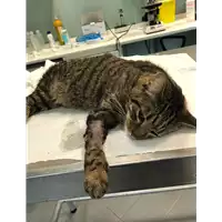 Foto dell\'animale gatto - Matr. 2019/2584 - Microchip 380260043854376