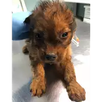 Foto dell\'animale cane - Matr. 2019/2577 - Microchip 380260043854228